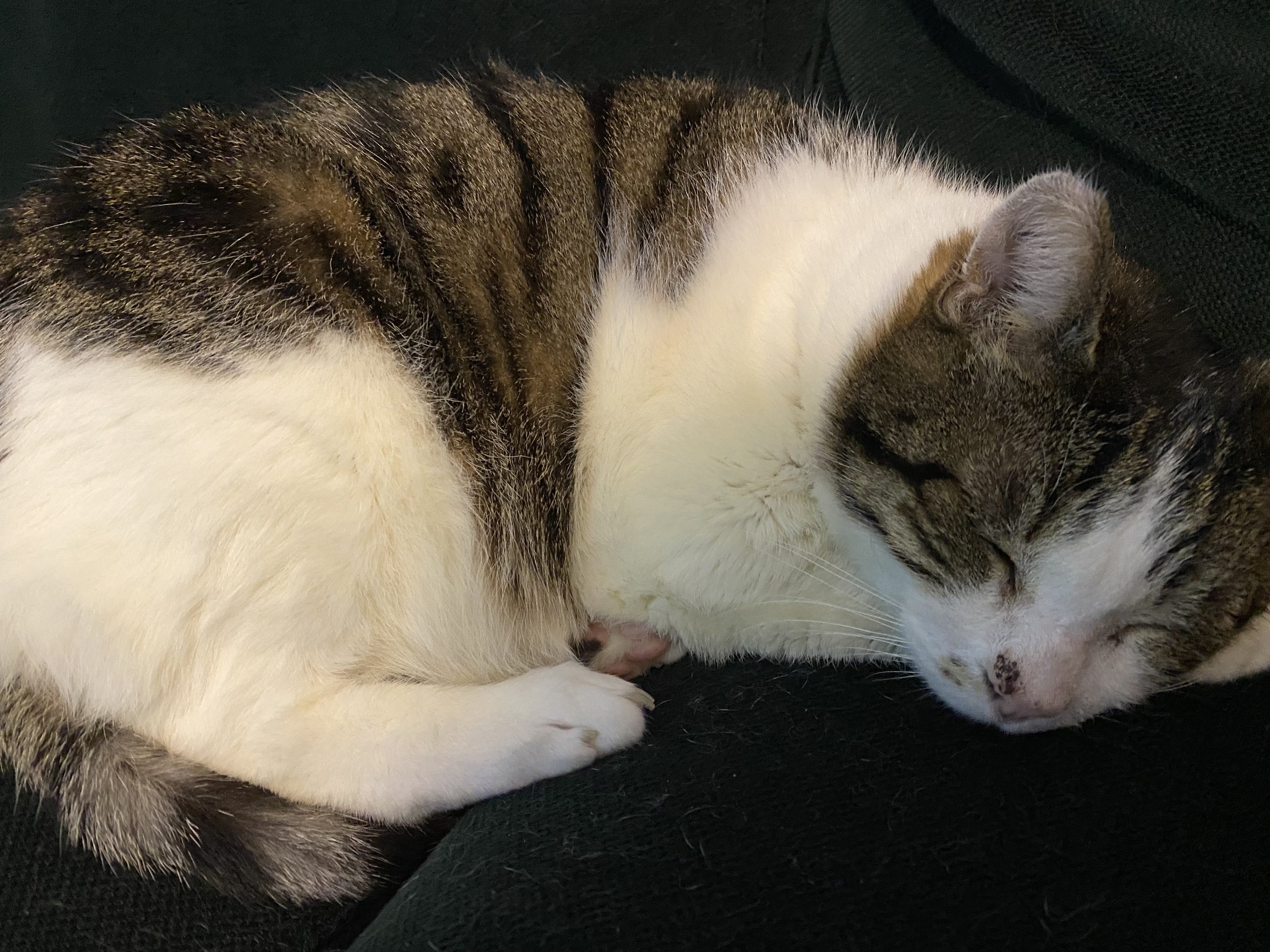 Malraux, Jean Cacheux's cat