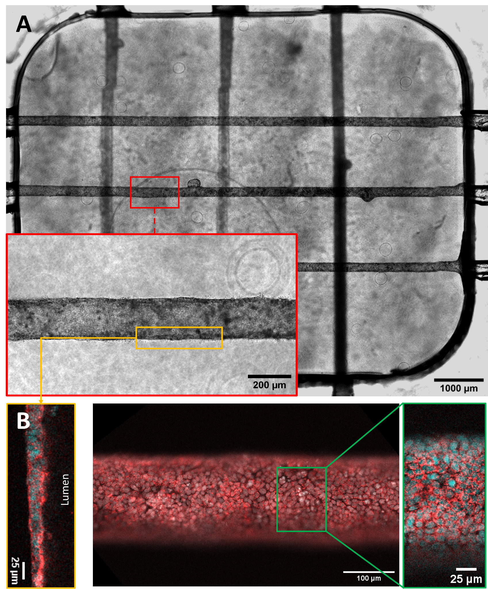 Multilevel epithelial culture on chip