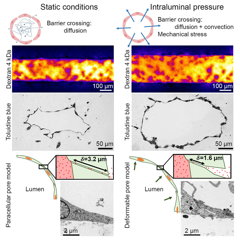 Pressure-dependent transport in microvessels
